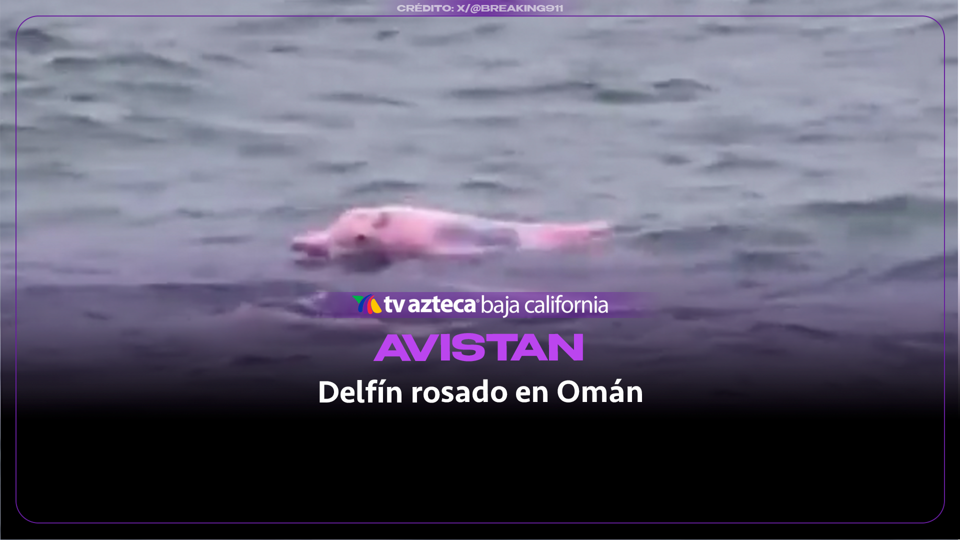 ¡Delfines rosados sorprenden en Omán! Captan a los animales cerca de la playa y revelan por qué tienen ese color