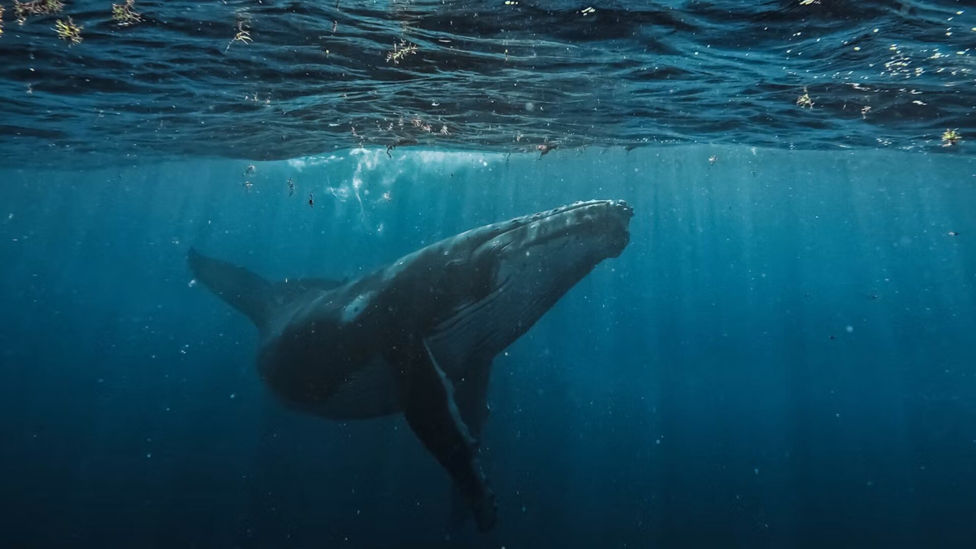 El Niño cambia la costa de California: aumentan avistamientos de rayas, ballenas y tiburones