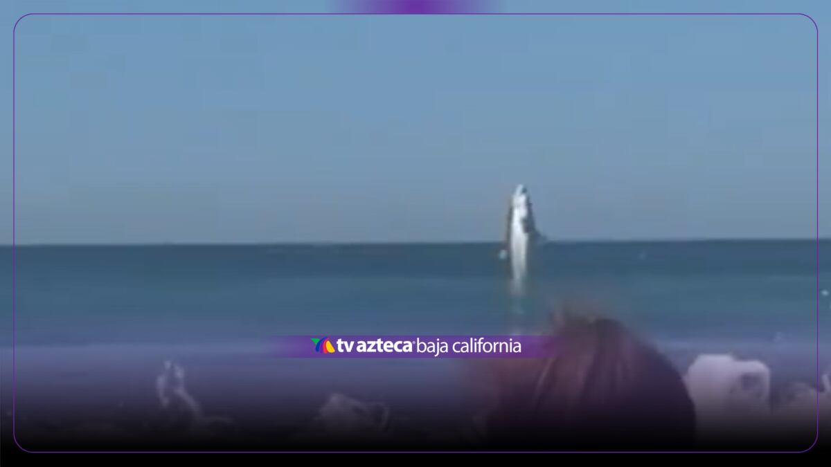VIDEO: ¡De película! Tiburón blanco salta del mar detrás de una mujer en una playa de California