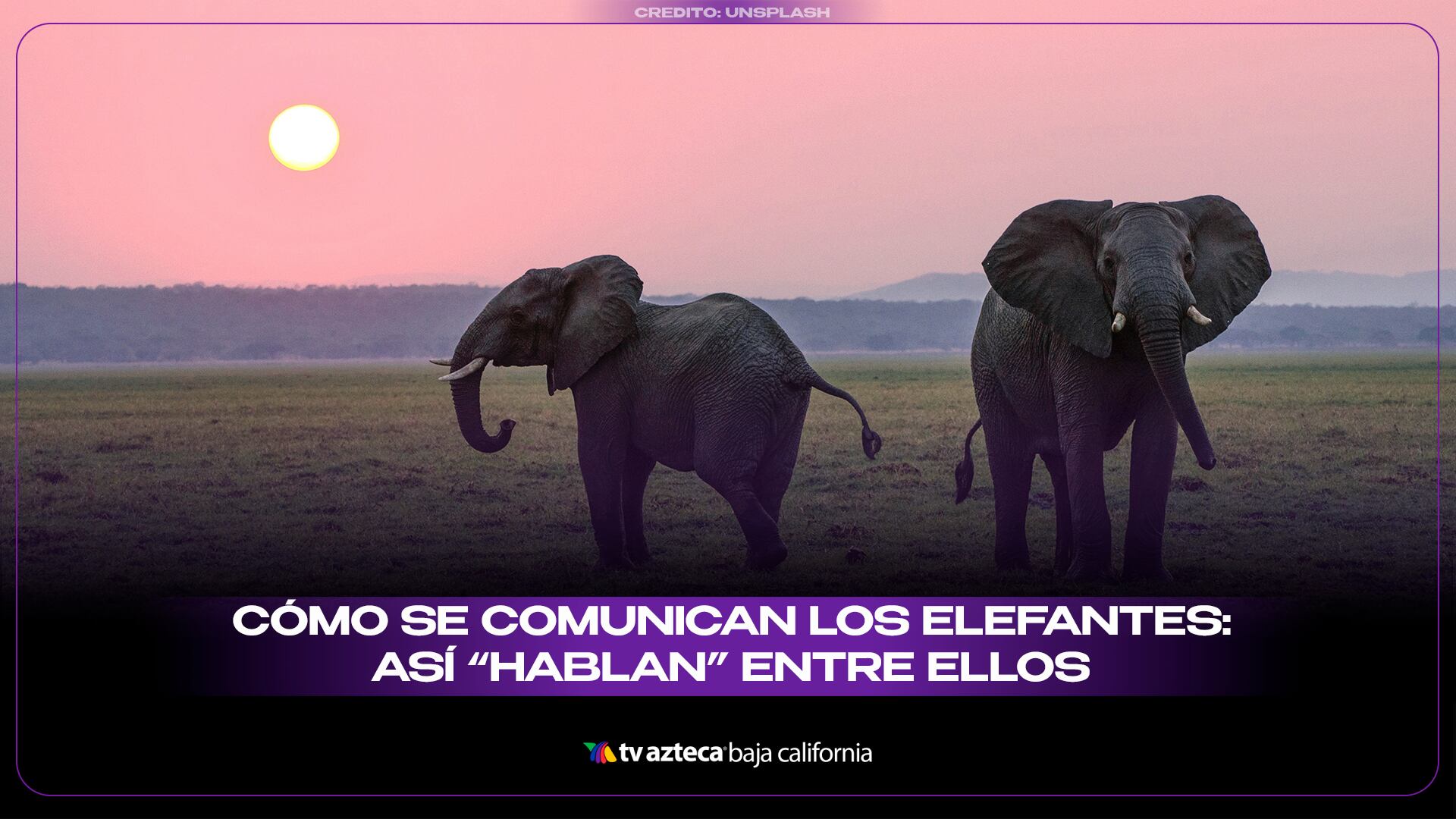 Elefantes hablan
