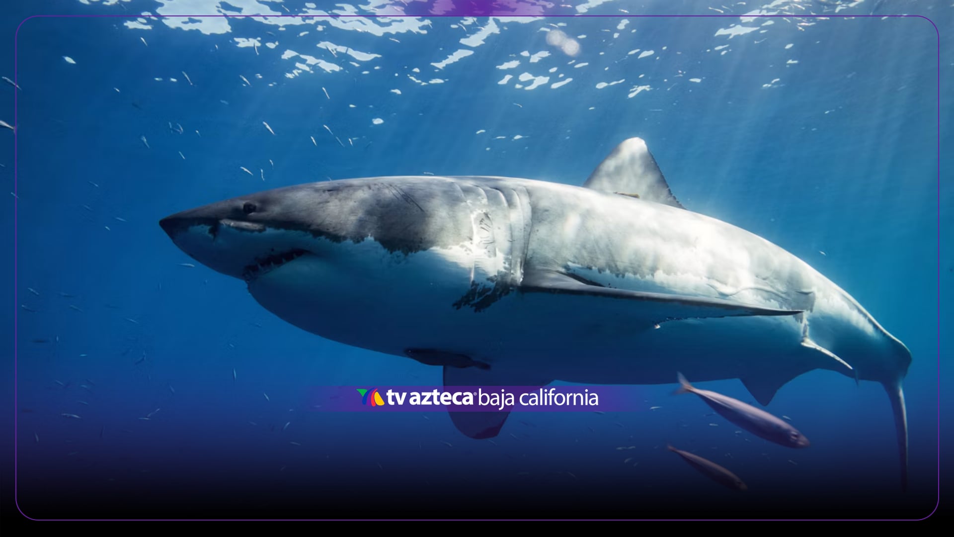 Cierran esta playa de California tras detectar enorme tiburón blanco de comportamiento agresivo